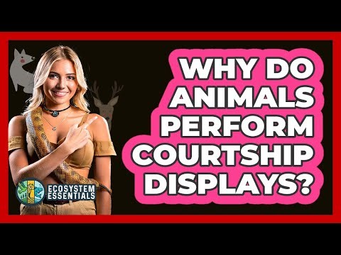 Why Do Animals Perform Courtship Displays? - Ecosystem Essentials