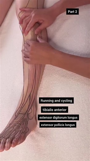 Syed Irfan Haider Kazmi on Instagram: "Tibialis anterior | Extensor digitorum longus | Extensor hallucis longus Massage statistics show that over 80% of people I can massage the back of the calves (gastrocnemius and soleus muscles). However, the front of the calf has never been treated proactively. The reason is simple: they are less likely to cause soreness. However, long-term effects include: ankle mobility and how light or light one's walk is. Leg lines and fatigue from walking. #massage #the
