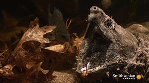 At 150 pounds, the alligator snapping turtle is a formidable presence in the waters of the bayou. You don't want to run into this type of turtle while out and about. A mini-marathon of America's Mississippi starts tonight at 8 PM! | Smithsonian Channel