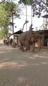 Look at that lovely baby elephant so cute | My Huge Pet