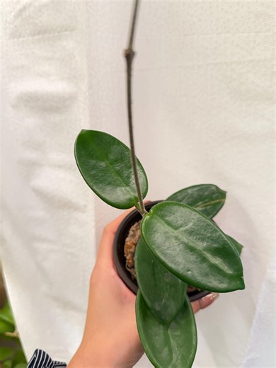 Exact Plant| Rare Hoya Vangviengiensis Rully Rooted - Etsy