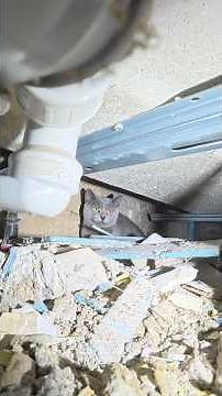 Missing male cat #animals #cat #cat #animalrescue #animalrescue