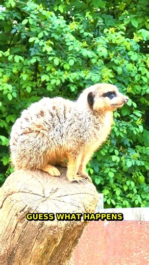 The Secret Geometry Of Real Scenes | Ratios Uncovered