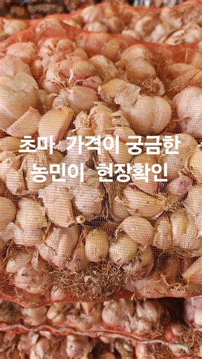 #본초농원 #2026마늘경매 #마늘농사 #마늘공판장 #창녕농협 #대서마늘가격 #합천군 #farming #자연농원