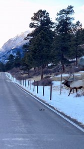 Blue hour crossings. A bull elk leaves cover to feed in the meadow during low light - a survival strategy for large prey species. #elk #bullelk #wildlife | Good Bull Outdoors