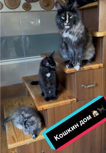 Кошкин дом 🐈‍⬛🏠