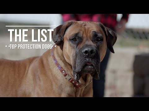 THE LIST: TOP 10 PROTECTION DOGS