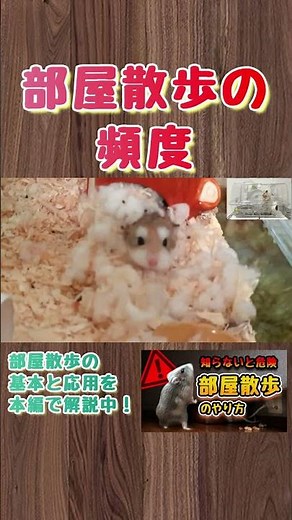 The frequency will vary depending on the cage size! #hamster #cute #howtocareforhamsters #roomwal...