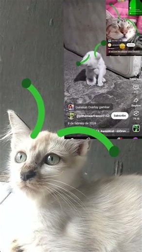 alien cat
