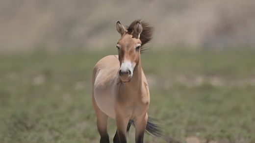 12 Przewalski’s horses from Xinjiang have been released into the wild after adaptive training, making the local herd to 20, including 2 newborns. Known as the world’s last wild horse species, the horses have been part of China’s rewilding efforts since 1985. #ChinaBiodiversity | BaoWan