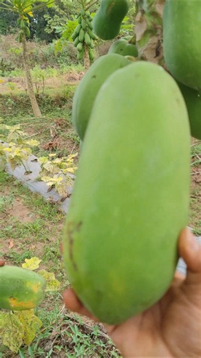 A simple way to pick papaya -Agriculture farming #shorts