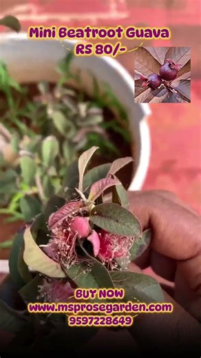 Mini Beetroot Guava Rs.80 best for terrace garden 💖 #beetrootguava #TerraceGarden #offer #gardening