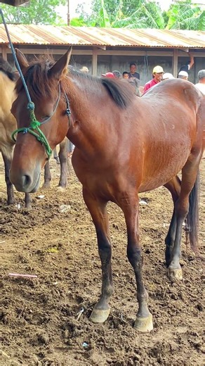 A docile and calm horse, its nature is calm and easy to control 🐎