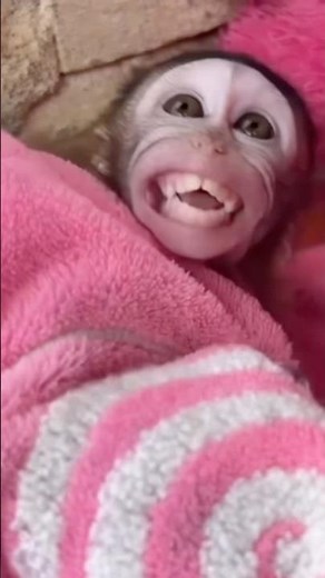 💔 My Haircut Made Monkey cici cry... She Didn’t Know It Was Me 😭