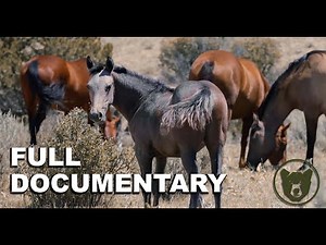 FATE OF THE MUSTANG - Full Documentary