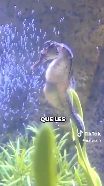 La Fascinante Naissance des Hippocampes: Processus Unique de Reproduction