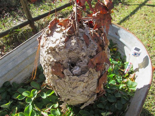Huge Natural Real Bald Face Hornet's Nest on Branch 20" Long Abandoned Paper Wasp Nest Beehive Taxidermy Forest Nature Educational Oddity - Etsy