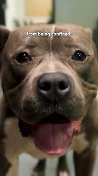 Shelter Pittie Saved Just In Time Melts Into His Rescuer's Arms | The Dodo