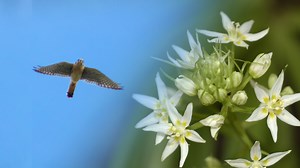 50 Rare, Endemic, or Unusual Plant and Wildlife Species of the Diablo Range