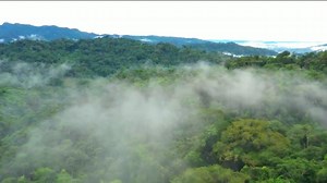Amazon Rainforest Documentary 4k - The Beautiful World of the Amazon - Nature Stock Footage Free