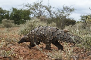‘It’s a success’: Pangolins return to a region where they were once extinct