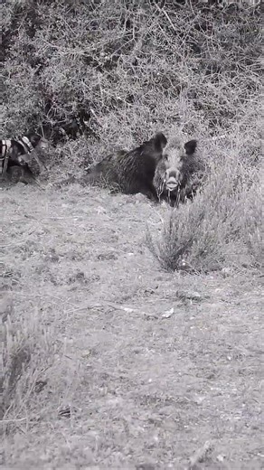 Wrong Place, Wrong Time for This Hog #hoghunting #huntinglife #wildliferescue #feralhog #hogs