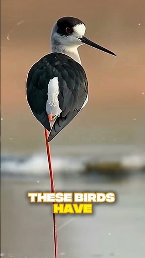 These Birds Stand on ONE Leg—Here’s Why!