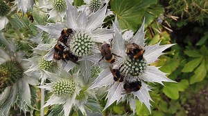 Car, Vehicle, Automobile, Auto