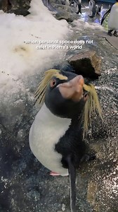 Meet Pierre, our northern rockhopper penguin with zero sense of personal space, but 100% adorable 🐧 Curious to find out the names of our penguin chicks? Head to our feed to watch our latest name reveal video! Waddle down to Ocean Network Express Penguin Cove to meet our penguin colony today: go.mandai.com/Bird_Paradise #MandaiWildlifeReserve #BirdParadise | Mandai Wildlife Reserve