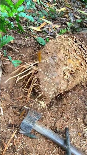 Have you seen this bamboo-root steamer?