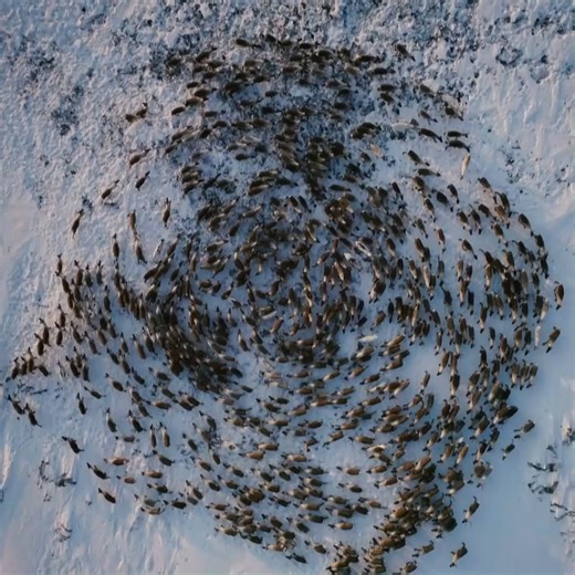 329K views · 8.2K reactions | #Reindeer games? 歷 Reindeer and caribou can migrate in groups of 50,000 to 500,000! #wildlife #arcticvibes | Animal Planet | Facebook