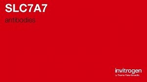 SLC7A7 antibodies from Thermo Fisher Scientific