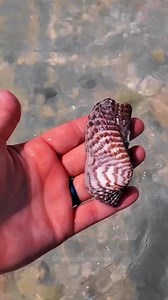 Turkey Wings, I personally think they are such a cool looking shell with such great texture and rich colors. * * #turkeywing #turkey #turkeys #wings #shell #shellling #seashells #clearwater #loveshelling #emptyshells #collect #collection #gulfofmexico Video taken ny @theseashellmermaid | Reel Kind Fishing and Tours