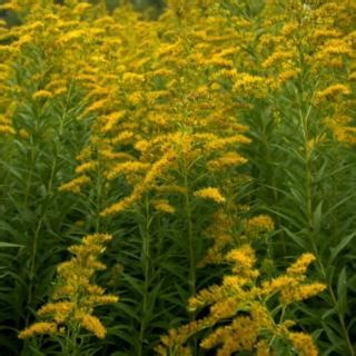Ragweed allergy season begins in August, and one in five Americans feel its effects. Click the link below for 6 steps you can take to control them. #ragweed #allergies #airquality https://www.iqair.com/us/newsroom/6-steps-you-can-take-control-ragweed-allergies?utm_source=facebook&utm_medium=social&utm_campaign=aql-ragweed-allergies | IQAir