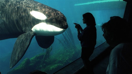 World famous orca with Pacific Northwest ties focus of new Serial podcast