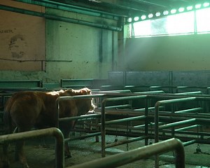 Matadero de vacas y terneros - Cow slaughterhouse | Investigación de Igualdad Animal - Animal Equality investigation