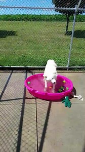 13K views · 228 reactions | Pool party!! We set up our puppy pools...