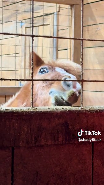 Ted's Comedic Take on Dinner Preferences