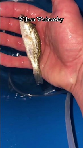 Cast net to feed pet bass! Wilson Wednesday #largemouthbass #petbass #castnet #castnetfishing #fish