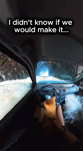 The Ground Swallowed this Cat Whole 😭💔