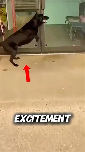 Dog Double Dips In Puppy Pool 🌊 #dogs