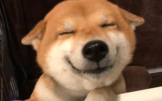 【合集】会笑的柴犬！！！ 太萌啦！！！