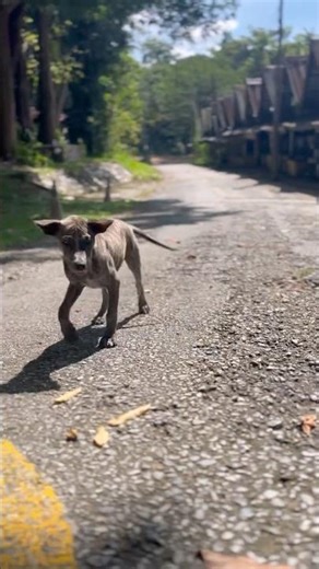 Streets Dog In Thailand #dogs #thailand #travel #animalshorts