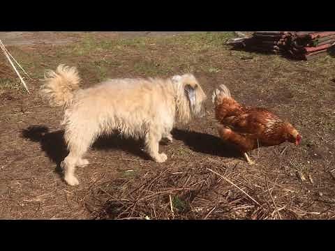 Hund und Huhn
