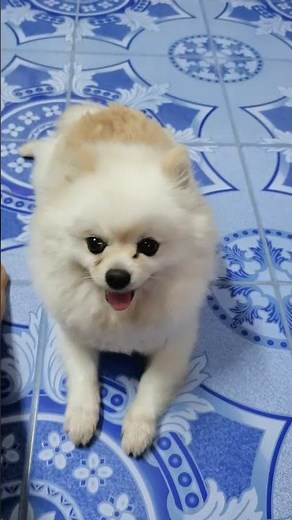 My Dog is a Certified Cuddle Bug 🥰 | The Most Affectionate Pomchi in the World