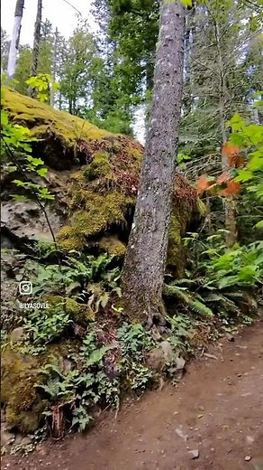 One of the best easy hikes near Seattle 🥾🌿