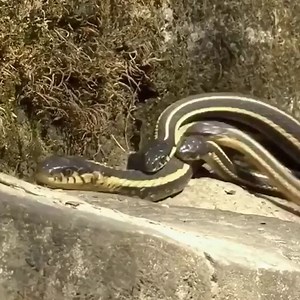 What are the large snakes doing? Join my group :👉👉👉 Animals Kingdom 👈👈👈 Thank you so much 😍 | Pets Family