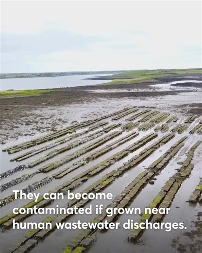 🦪 Ireland’s oyster growers are working hard to keep their products safe, and the Marine Institute plays a key role in making that happen. Since 2018, our expert team, in partnerhip with Bord Iascaigh Mhara, has analysed over 5,000 oyster samples for norovirus. We’re also the only accredited lab on the island of Ireland certified to use the international gold-standard method for testing. Find out more with this video. | Marine Institute - Foras na Mara