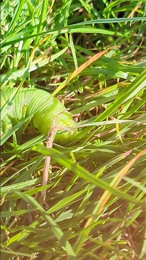 A Poplar Hawk Moth caterpillar doesn't seem too impressed by the attention of Red Ants