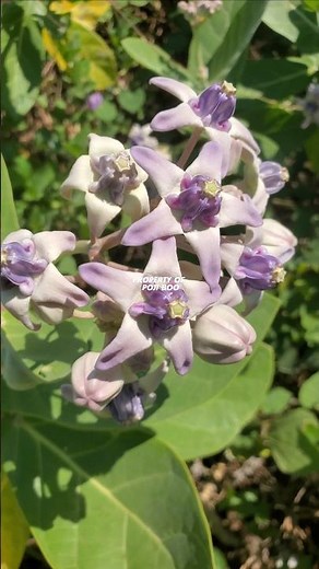 TANAMAN BIDURI WIDURI ‼️ Calotropis gigantea #Calotropisgigantea #widuri #biduri #calotropis